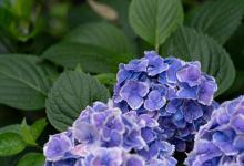 怎样解决绣球花叶子发黄边缘干枯的问题？