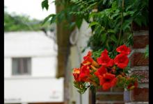 凌霄花的寓意象征，花语