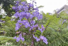 名贵花卉有哪些品种？你认识几种？