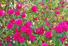 马缨花的养殖方法和注意事项