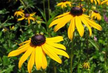 新买的黑心菊怎么养