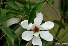 深山含笑烂根怎么办