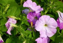 打碗花有毒吗，适合种在哪里