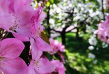 紫荆花盆栽注意什么，需要修剪吗