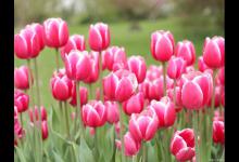 郁金香是什么季节开的，开花后的养护方法