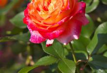 月季花冬天怎么过冬，冬天怎么剪枝