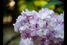 丁香花在北方能种吗，丁香花可以在室内养吗