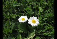 一年蓬有毒吗，适合种在哪里