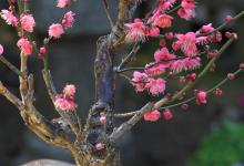 盆栽桃树什么时候剪枝合适呢