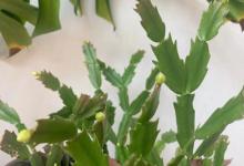 蟹爪兰叶子发红？这些问题你需要注意！