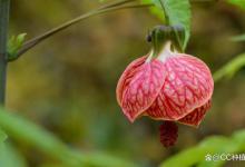 纹瓣悬铃花的养殖方法，怎么修剪开花