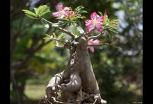 沙漠玫瑰、龙舌兰、光棍树怎么养，注意事项是什么