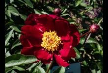 凤丹和牡丹的区别，你知道吗？