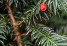 红豆杉烂根怎么办