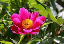 芍药醒花的正确方法和技巧，一次都学会！