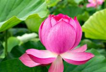 荷花的特点是什么，荷花的样子