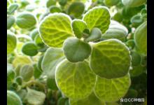 碰碰香植物烂根怎么办