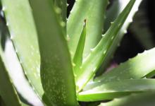 虎尾兰和虎皮兰的区别，特点是什么