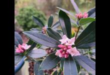 如何种植金边瑞香？小白也能轻松入门！