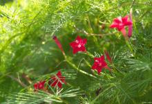 茑萝的花语和寓意，适合送给什么人