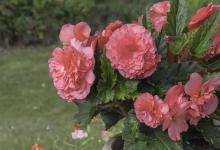 丽格海棠冬天的养殖方法和注意事项