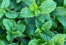 水薄荷的养殖方法和注意事项