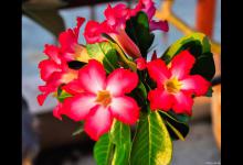 沙漠玫瑰叶子卷曲怎么办