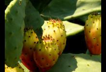 仙人掌果的养殖方法和注意事项