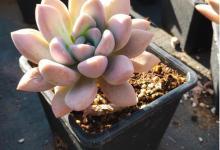 多肉奥普琳娜怎么养护？能长多大