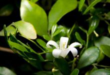 九里香能在室外过冬吗？会冻伤吗