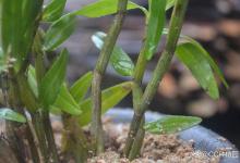 石斛的种植方法及繁殖方法