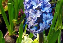 风信子花期，风信子的花语