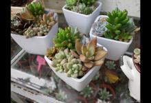 5个浇水技巧，让你的多肉植物茁壮成长！