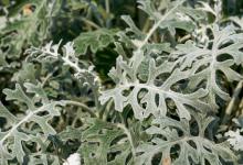 银叶菊、四照花的养殖方法和注意事项