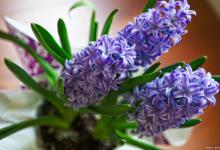 风信子干叶子是怎么回事