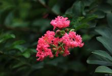 紫薇开花攻略，一定要看！