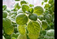 碰碰香烂根怎么办？掌握4步，帮你轻松解决！