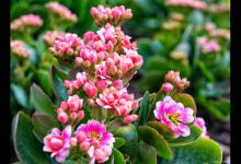 长寿花是多肉吗，如何对长寿花浇水