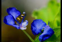 蓝蝴蝶花、美丽苘麻（宫灯花）的养殖方法和注意事项