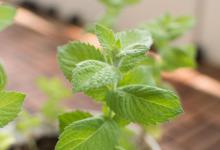 薄荷水培扦插方法，分享给爱好种植的小伙伴们！