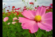 波斯菊第二年能自生吗？一次回答你所有问题！