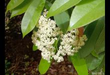 石楠花、兜兰的花语是什么，不同的花花语不一样