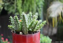 珊瑚掌的养殖方法，一起来学习吧！