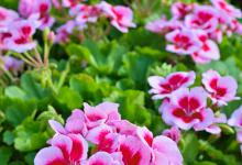 天竺葵、金钱木、青葙的花语和寓意是什么，怎么养护