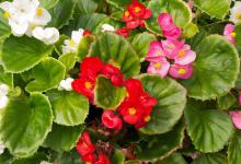 四季海棠根烂了怎么办