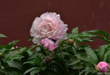 芍药如何养，盆栽芍药的养殖方法