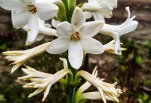 晚香玉与夜来香玉的区别是什么