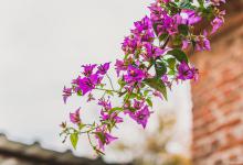 三角梅施肥施什么肥，施肥是直接埋土壤里面吗