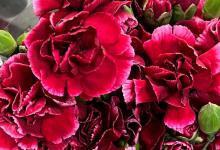 喜欢康乃馨，但不知道怎么在水里养活它们