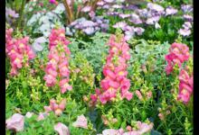 金鱼草怎么种植和养护，注意事项是什么